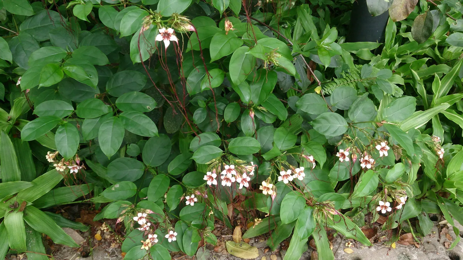 Corkscrew Vine (Vigna Caracalla) — alluring lavender as they mature