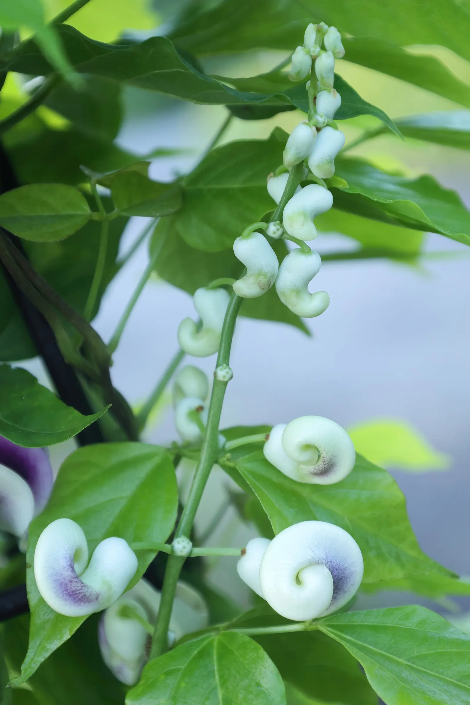 Corkscrew Vine (Vigna Caracalla) — and fares best in well-drained soil