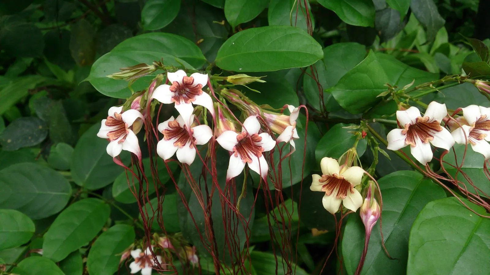 Corkscrew Vine (Vigna Caracalla) — This perennial vine is renowned for its fragrant flowers