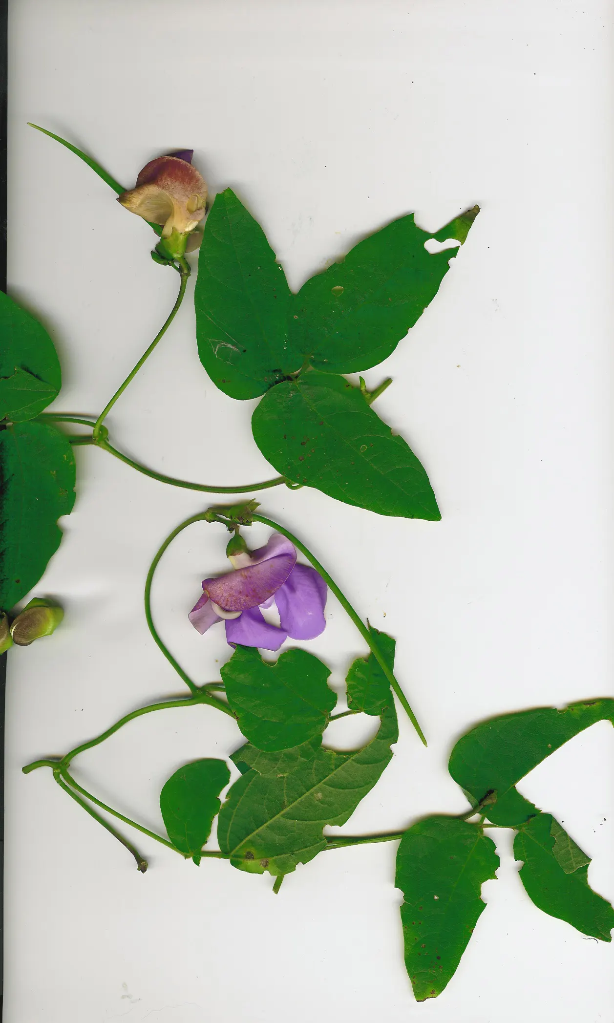 Corkscrew Vine (Vigna Caracalla) — This vine prefers well-drained soil and regular watering with ample space to sprawl