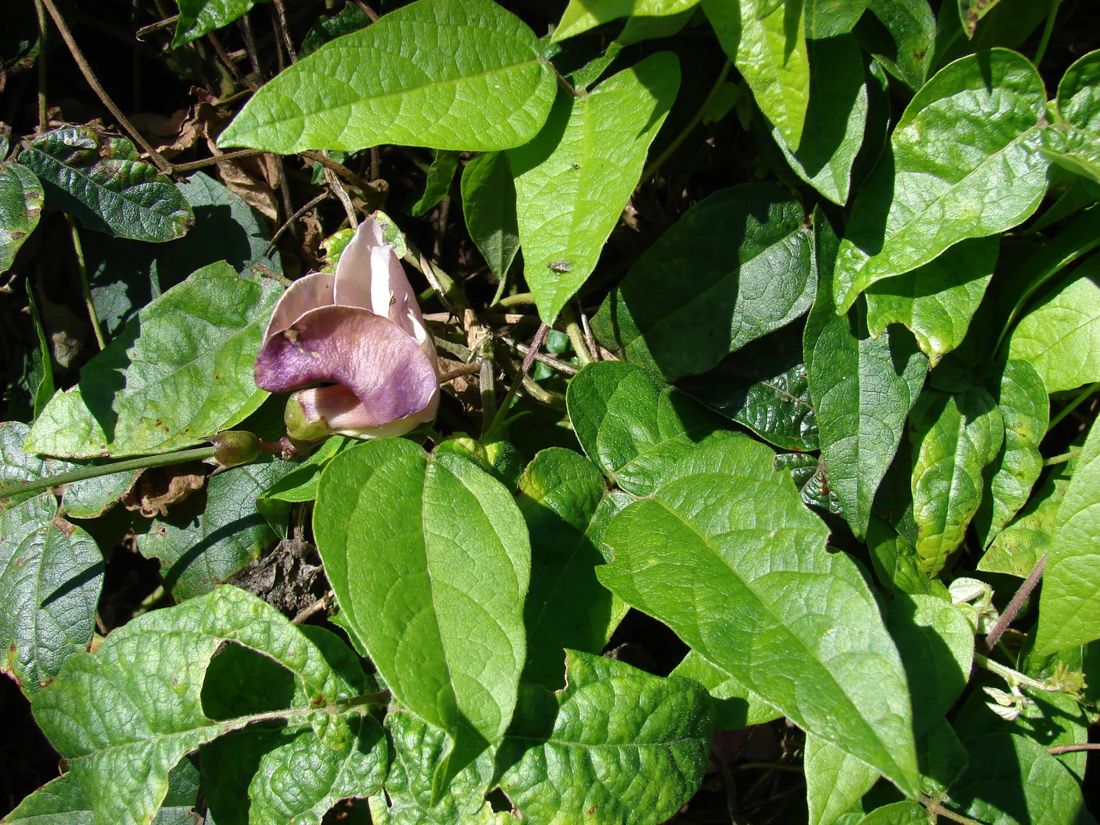 Corkscrew Vine (Vigna Caracalla) — scientifically identified as Vigna caracalla
