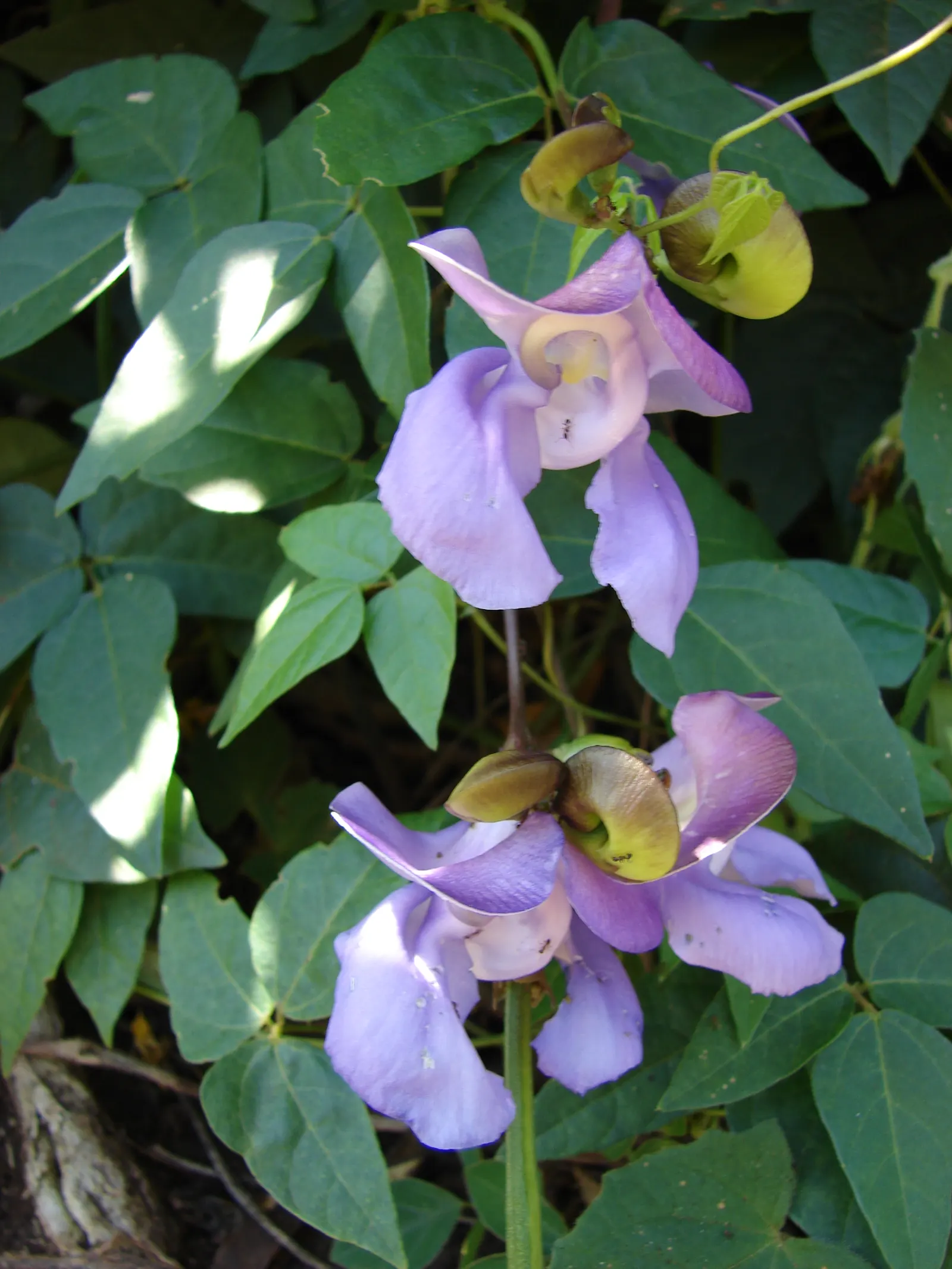 Corkscrew Vine (Vigna Caracalla) — Its captivating flowers and fast growth make it an excellent choice for trellises and arbors