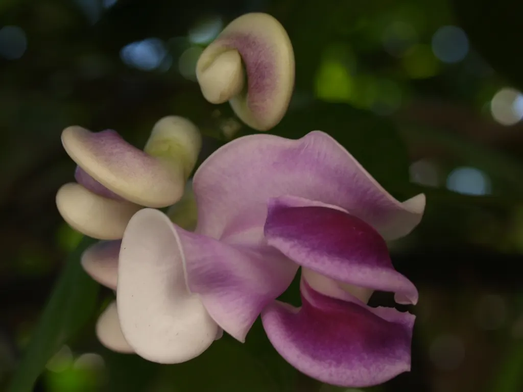 Corkscrew Vine (Vigna Caracalla) — making it a dramatic vertical element in a landscape design
