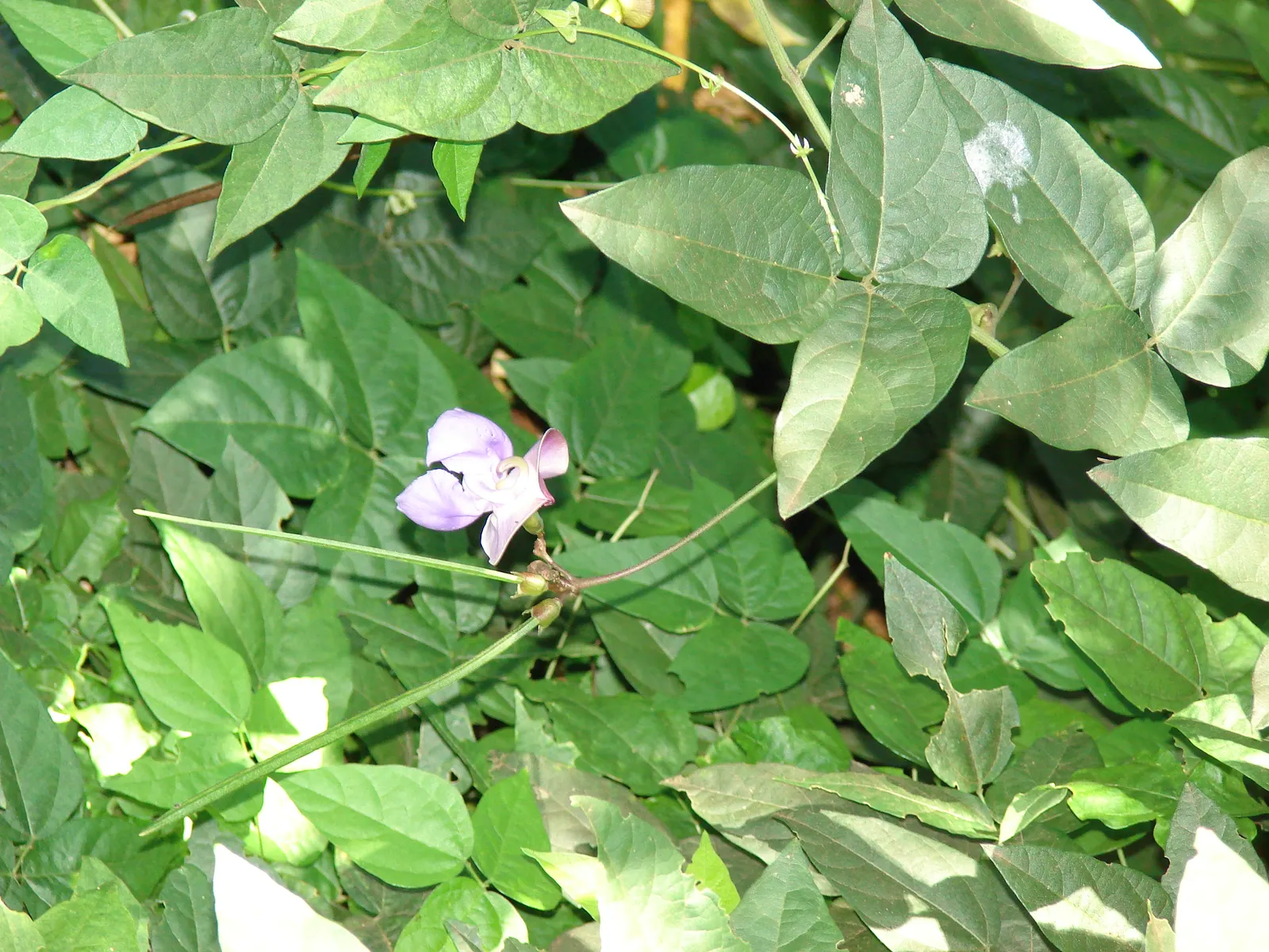 Corkscrew Vine (Vigna Caracalla) — Thriving in full sun to partial shade, it can reach heights of up to 20 feet