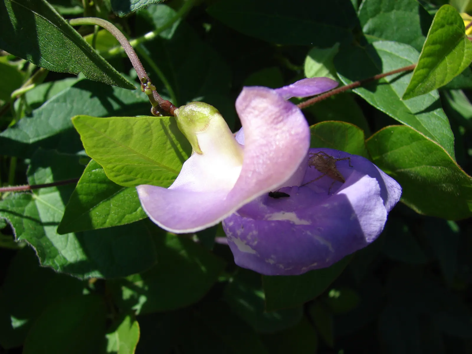 Corkscrew Vine (Vigna Caracalla) — USDA hardiness zones 9-11 are ideal