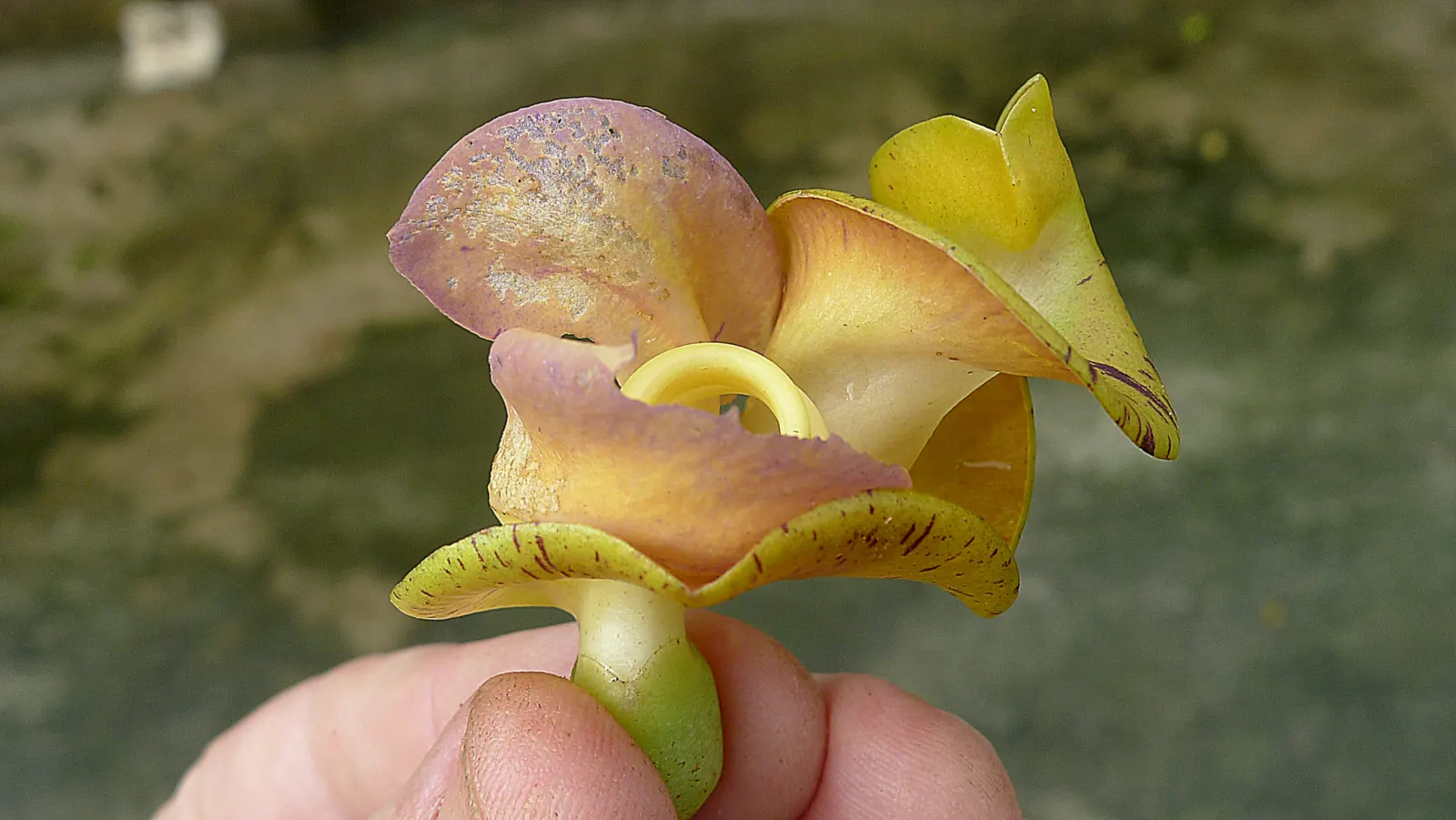 Corkscrew Vine (Vigna Caracalla) — reminiscent of a corkscrew