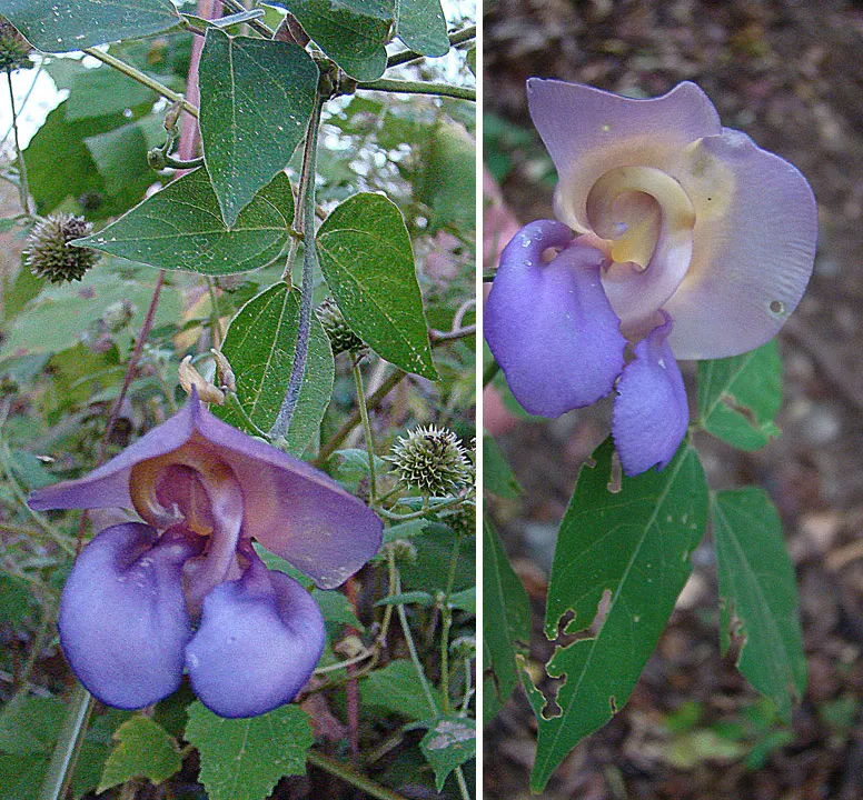 Corkscrew Vine (Vigna Caracalla) — With its blooms reaching lengths of up to 3 inches