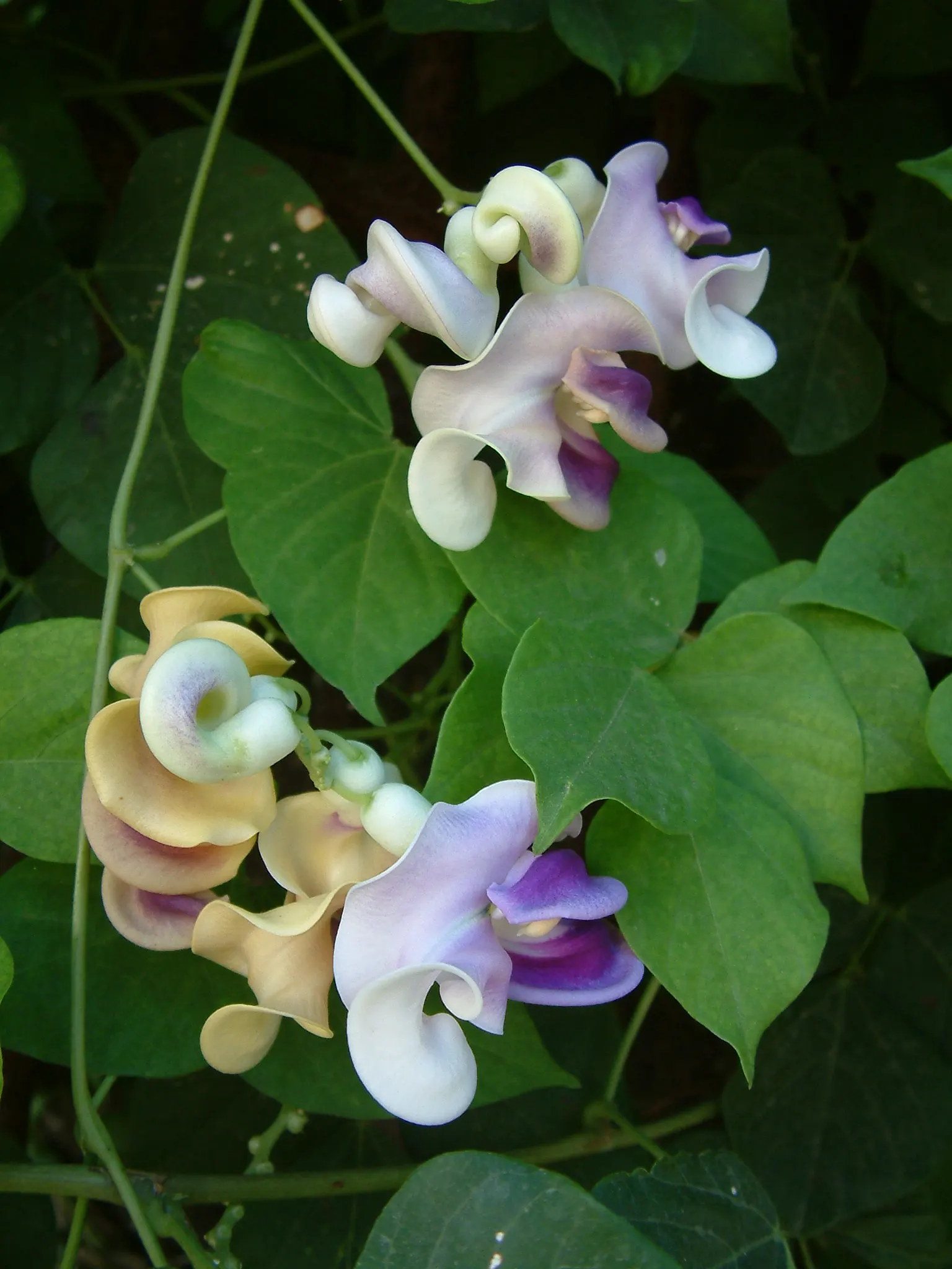 Corkscrew Vine (Vigna Caracalla) — uniquely shaped blossoms that give the garden a touch of exotic flair