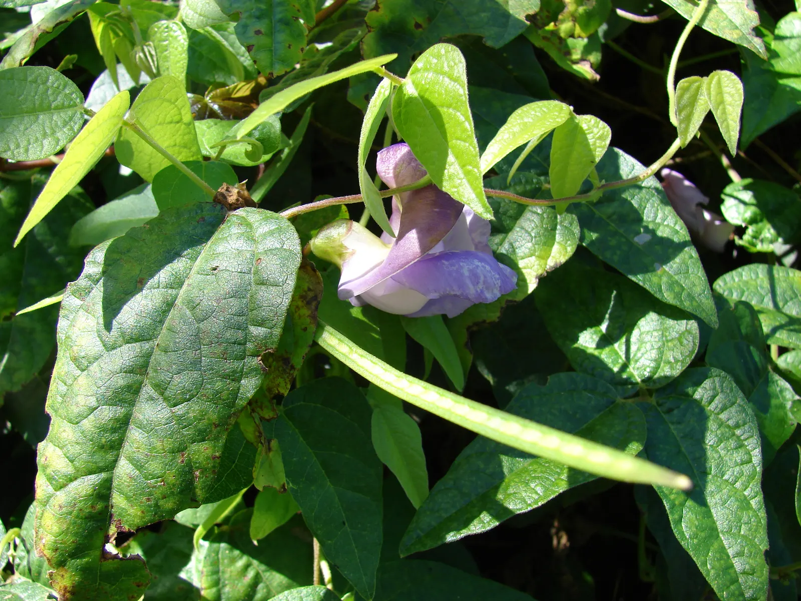 Corkscrew Vine (Vigna Caracalla) — is a captivating plant known for its stunning