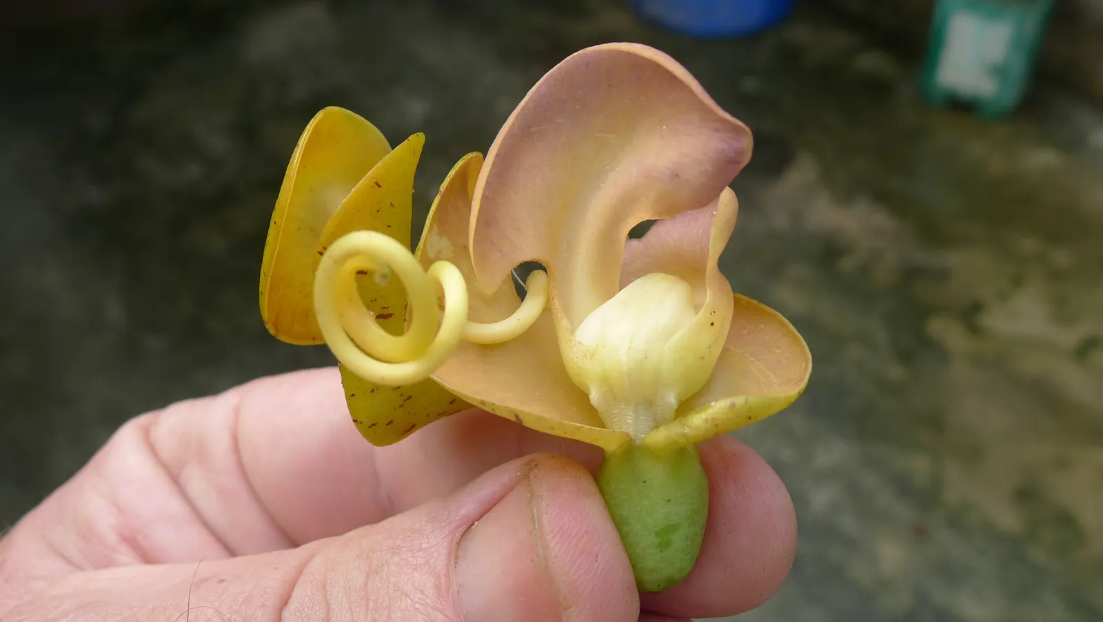 Corkscrew Vine (Vigna Caracalla) — and transition in color from a creamy white to a deep