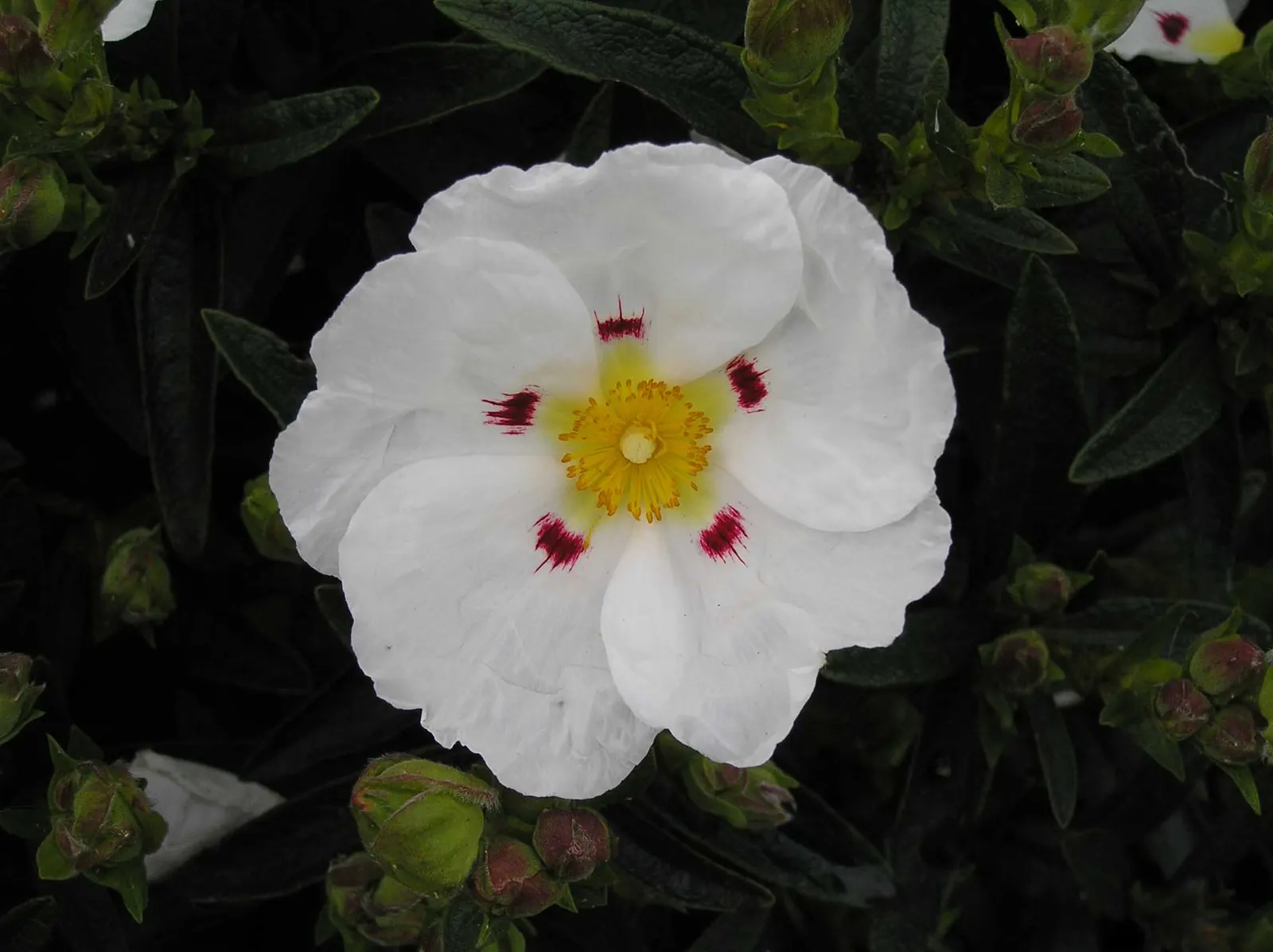 Rockrose Decumbens (Cistus X Dansereaui 'Decumbens') — Cistus x dansereaui 'Decumbens' (Rockrose Decumbens) is a low-growing