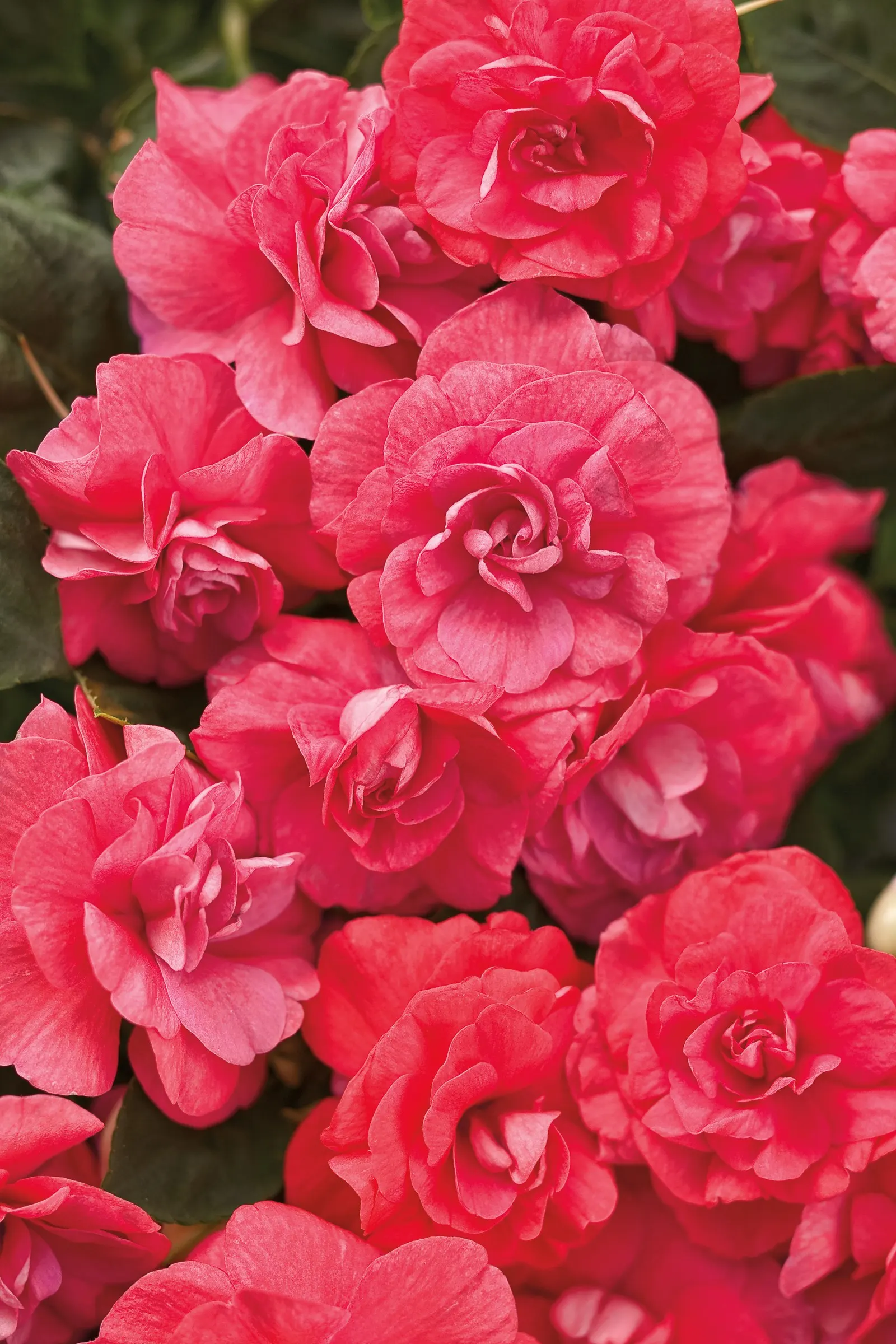 Coral Reef Double Impatiens (Impatiens walleriana) — It blooms from spring to frost.; if the se shade-loving annual flowers get too tall, image 53