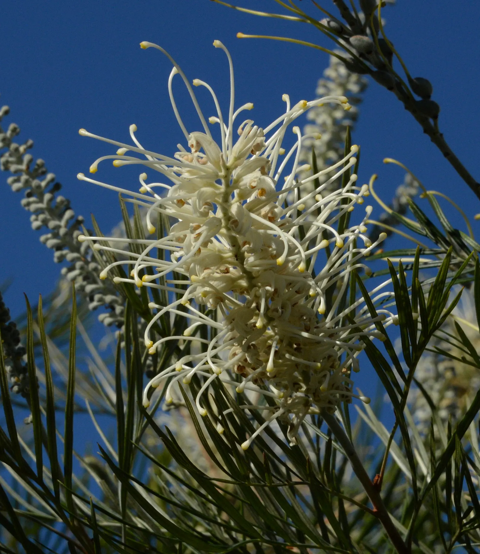 Moonlight Grevillea (Grevillea 'Moonlight') — Its distinctive flowers are a creamy white