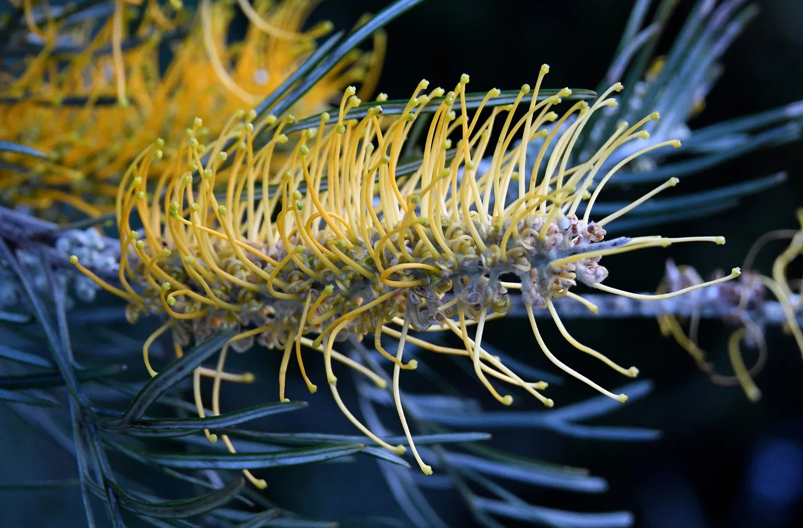 Moonlight Grevillea (Grevillea 'Moonlight') — creating a striking presence in the landscape
