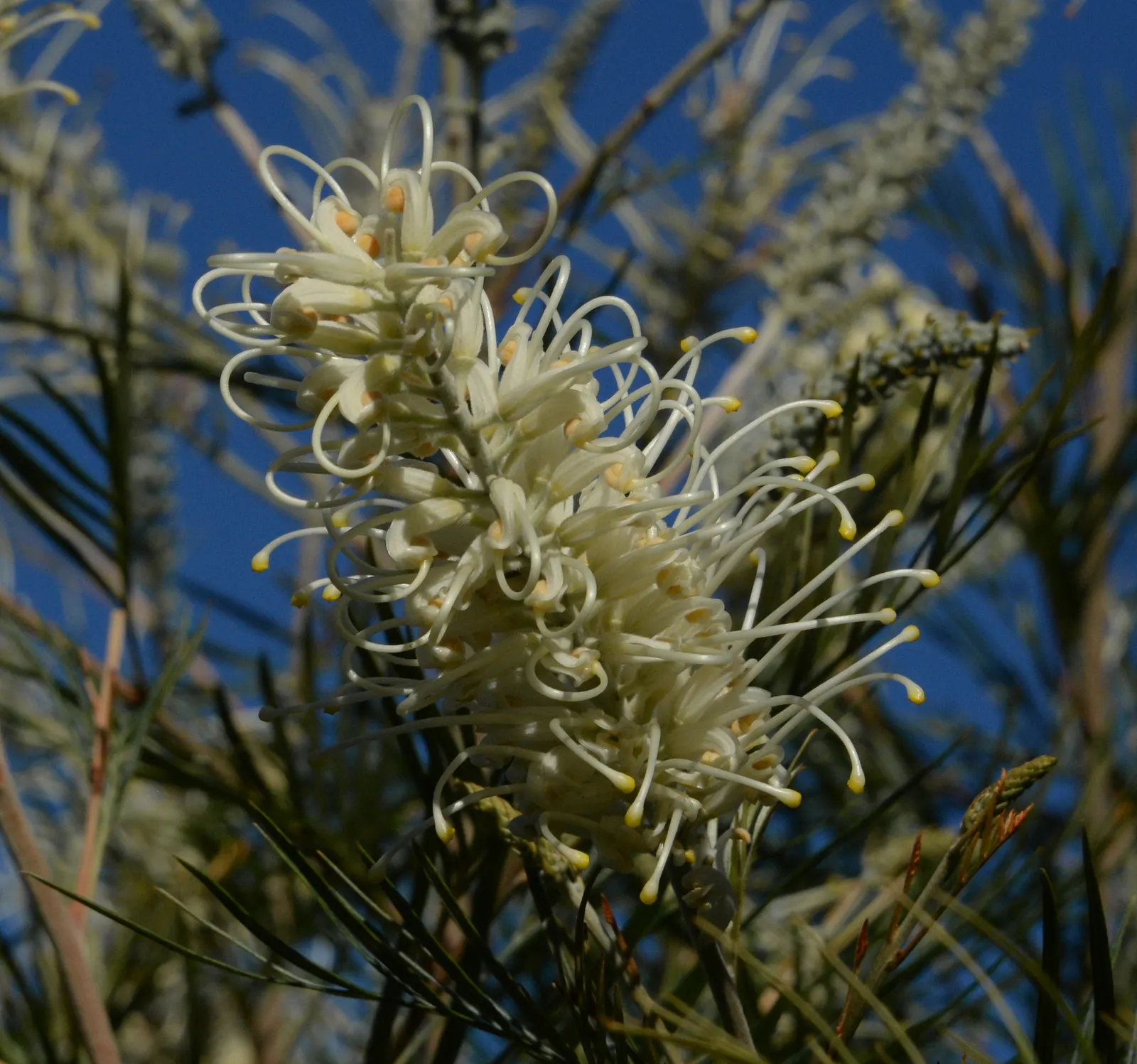 Moonlight Grevillea (Grevillea 'Moonlight') — Grevillea 'Moonlight' is a robust evergreen shrub, reaching up to 10 feet in height with a similar spread