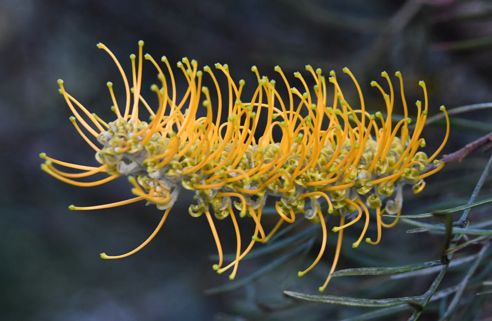Moonlight Grevillea (Grevillea 'Moonlight') — and appear on the plant throughout the year