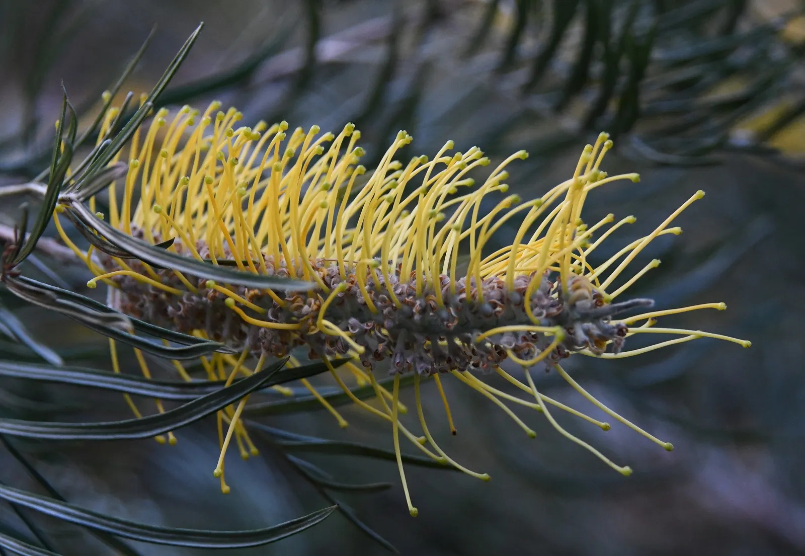 Moonlight Grevillea (Grevillea 'Moonlight') — Preferring full sun and well-draining soil, it's drought-resistant once established