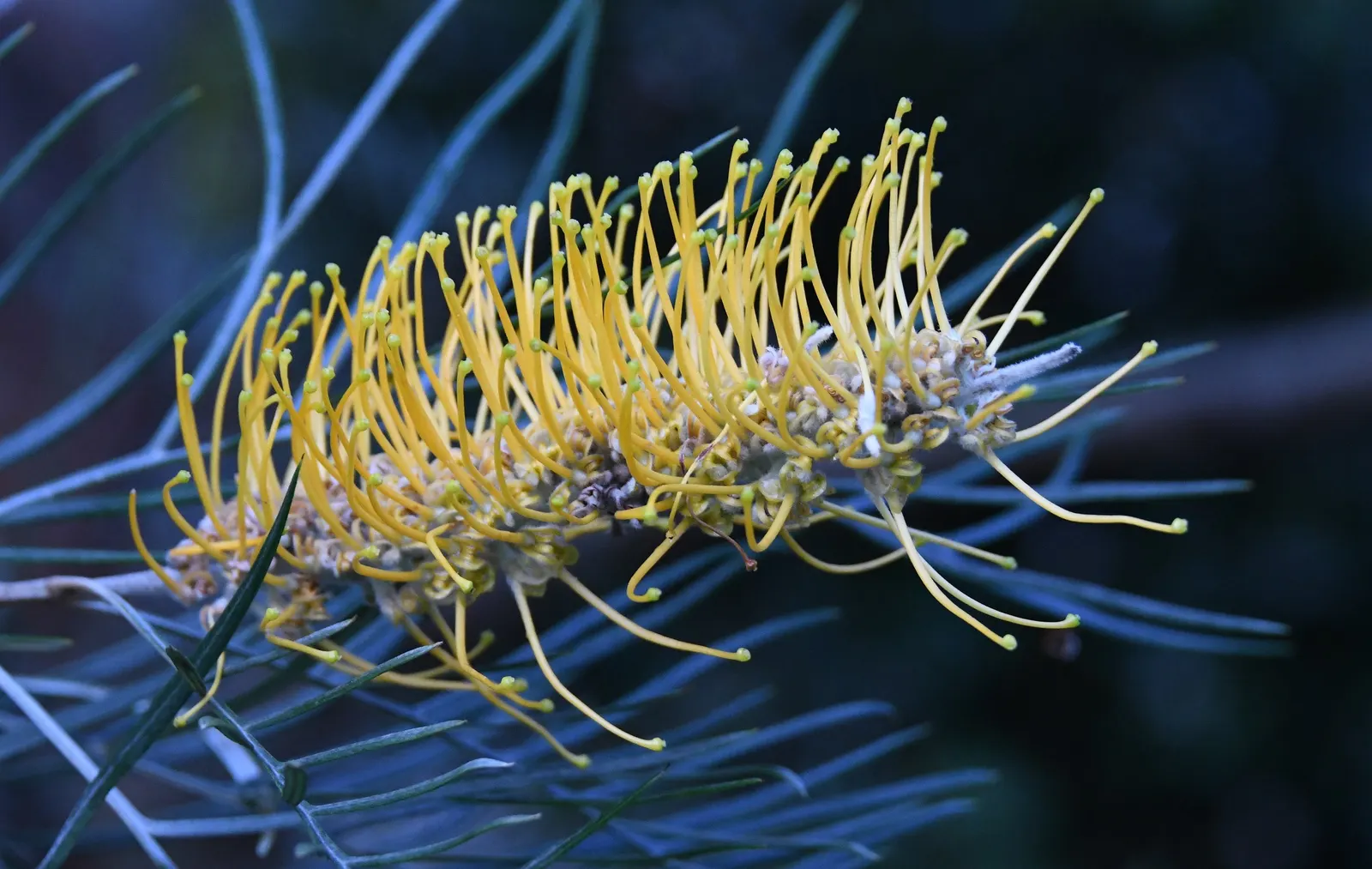 Moonlight Grevillea (Grevillea 'Moonlight') — with peak blooming occurring from late fall to early spring