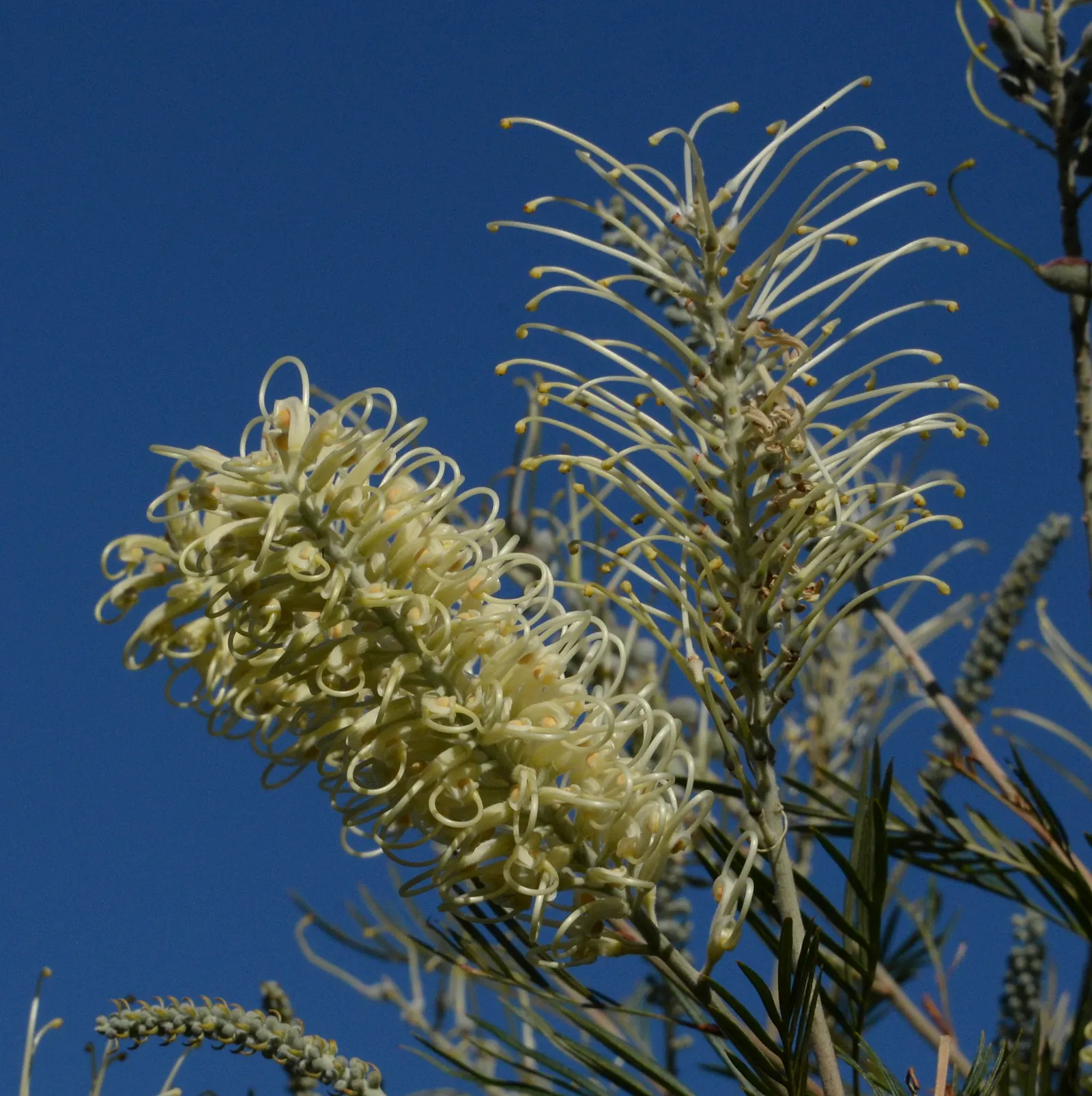 Moonlight Grevillea (Grevillea 'Moonlight') — Its vigorous growth showcases large, ivory-colored flower clusters year-round, peaking in winter and spring