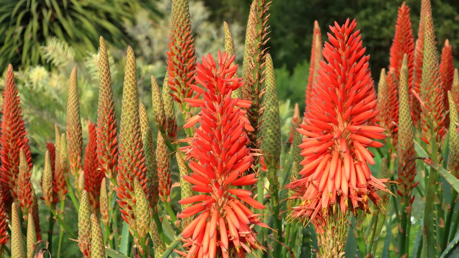 Moonlight Grevillea (Grevillea 'Moonlight') — renowned for its vibrant and lengthy blooming season