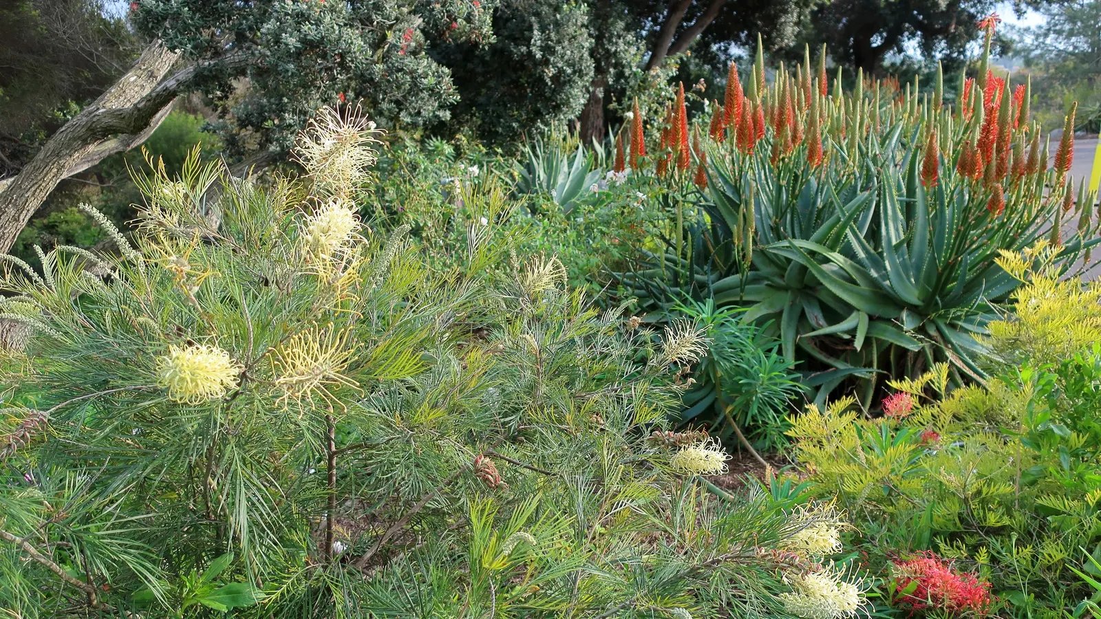 Moonlight Grevillea (Grevillea 'Moonlight') — Grevillea 'Moonlight' is a popular and remarkably adaptable plant