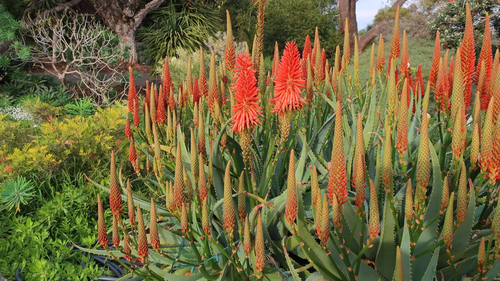 Moonlight Grevillea (Grevillea 'Moonlight') — it typically achieves a height of 8 to 12 feet with a similar spread