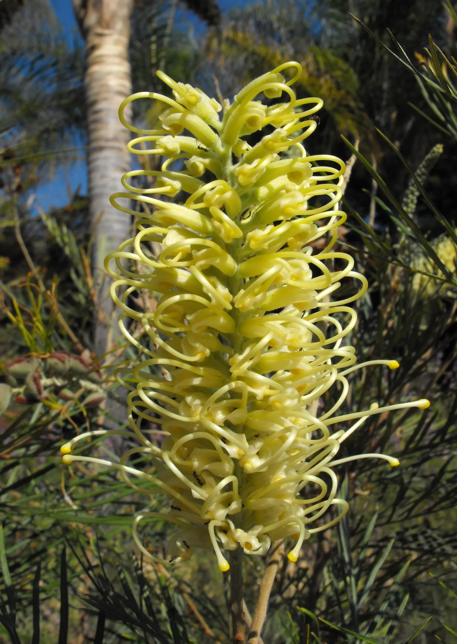 Moonlight Grevillea (Grevillea 'Moonlight') — Ideal for screens, hedges, or as a specimen plant