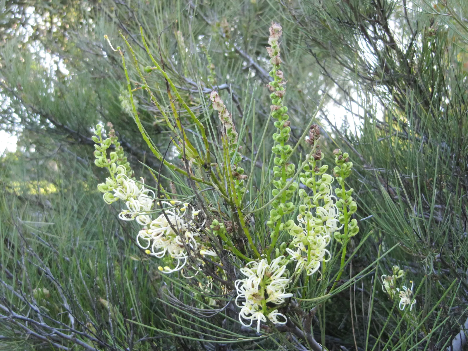 Moonlight Grevillea (Grevillea 'Moonlight') — The fern-like leaves add textural contrast, while nectar-rich blooms attract birds and beneficial insects