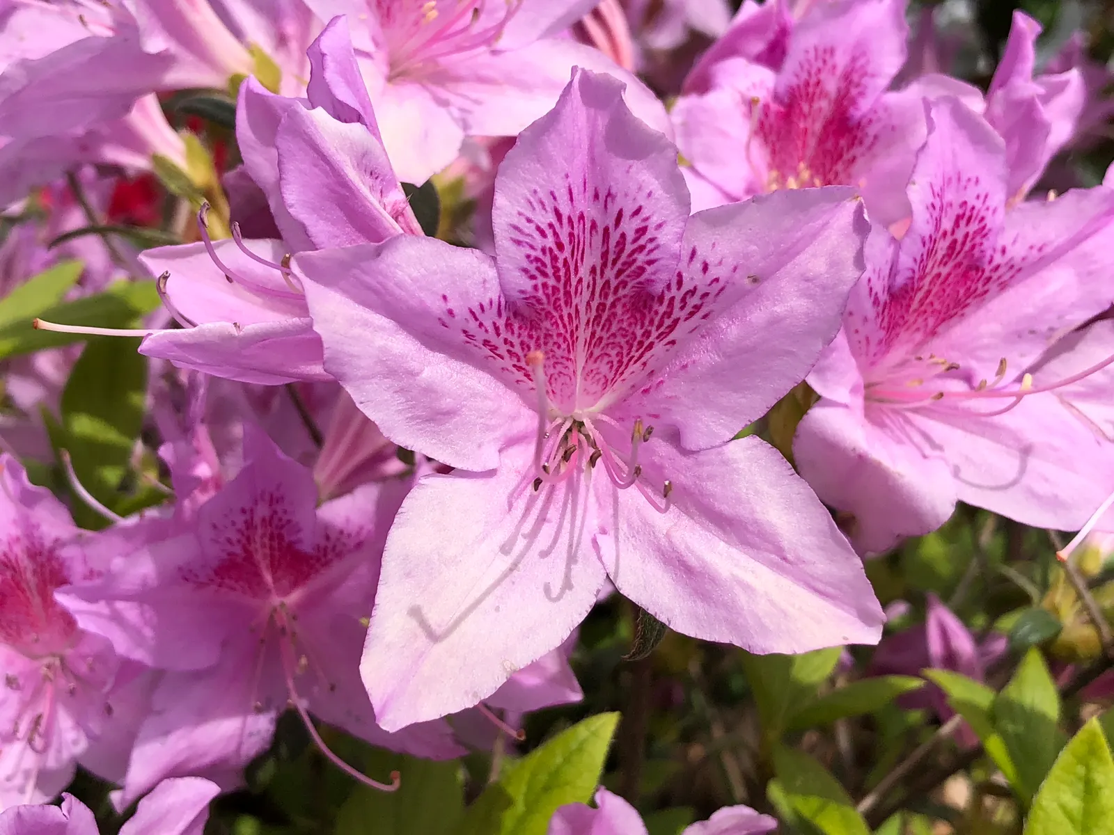 Compact Korean Azalea (Azalea Poukhanense 'Compacta') — The Azalea poukhanense 'Compacta,' commonly referred to as the Compact Korean Azalea
