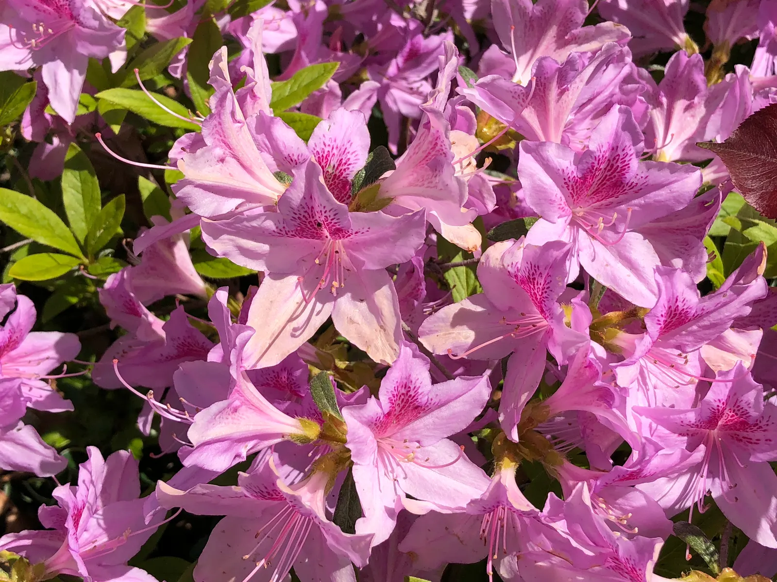 Compact Korean Azalea (Azalea Poukhanense 'Compacta') — densely-branched shrub reaching 2-3 ft in height and width; with leaves that are a lustrous dark green