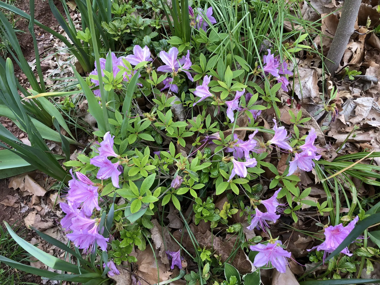 Compact Korean Azalea (Azalea Poukhanense 'Compacta') — Preferring well-drained, acidic soil, it's hardy to Zone 4