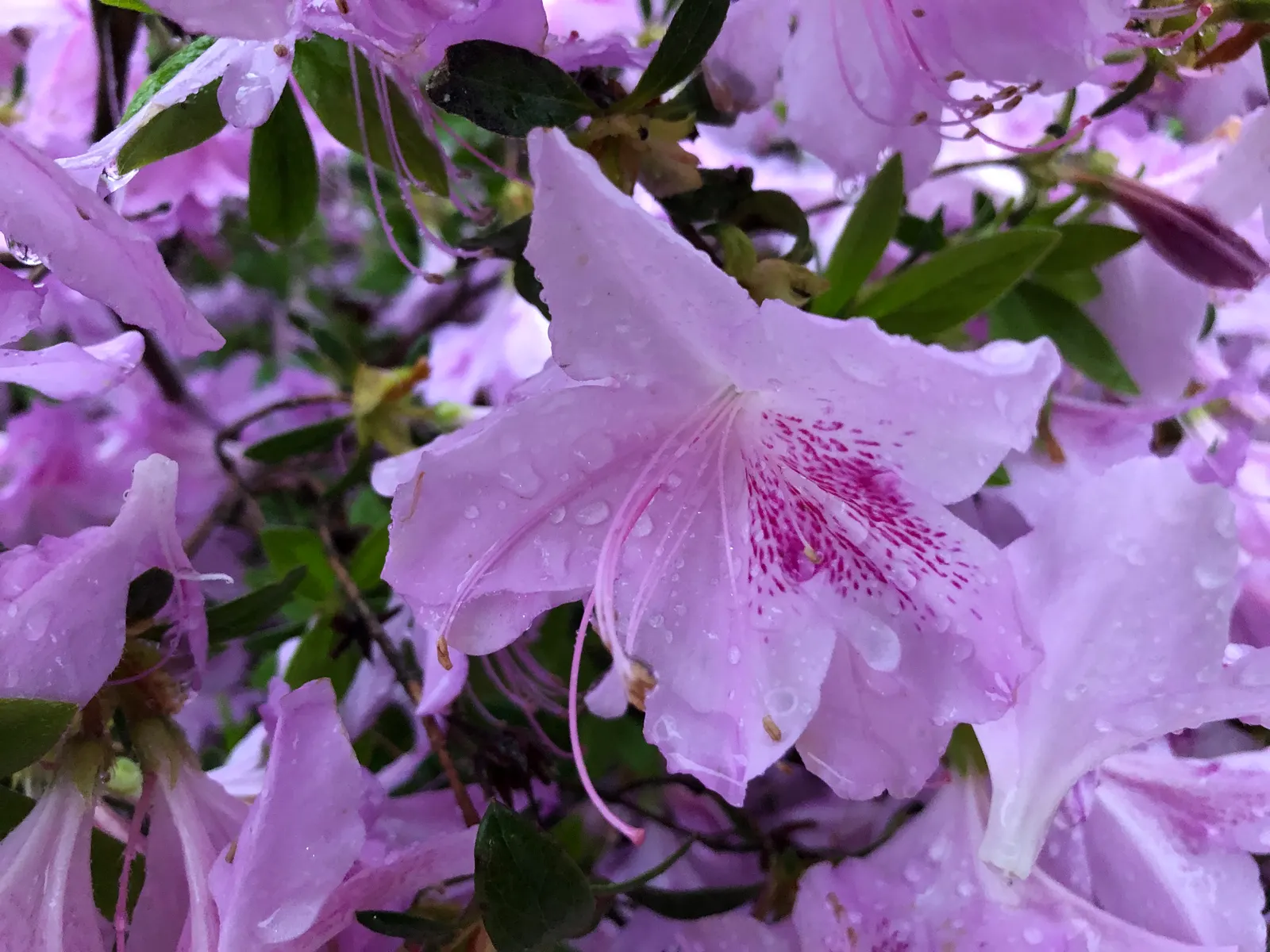 Compact Korean Azalea (Azalea Poukhanense 'Compacta') — with leaves that are a lustrous dark green