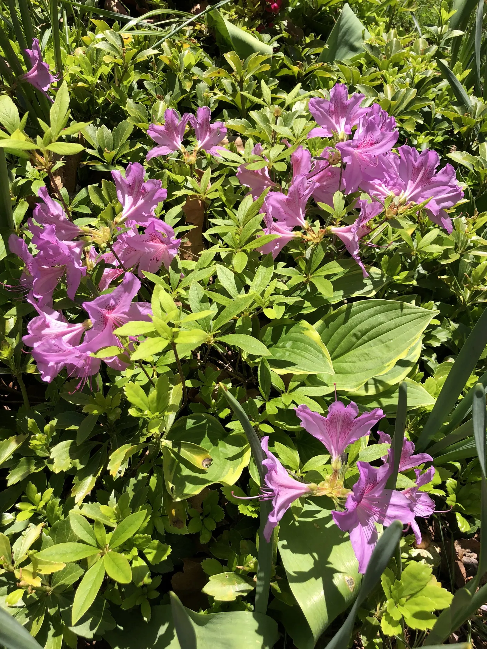 Compact Korean Azalea (Azalea Poukhanense 'Compacta') — The Compact Korean Azalea (Azalea poukhanense 'Compacta') is a diminutive; preferring well-drained