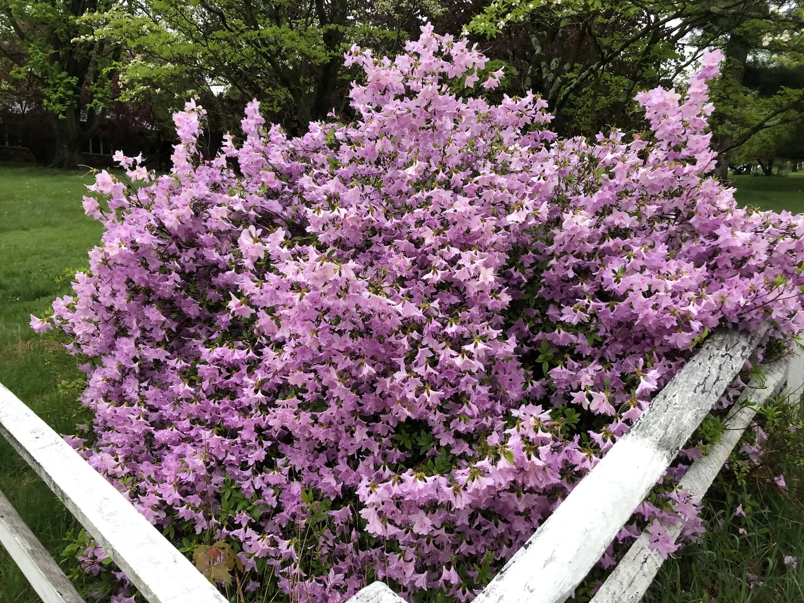 Compact Korean Azalea (Azalea Poukhanense 'Compacta') — emerging in mid to late spring