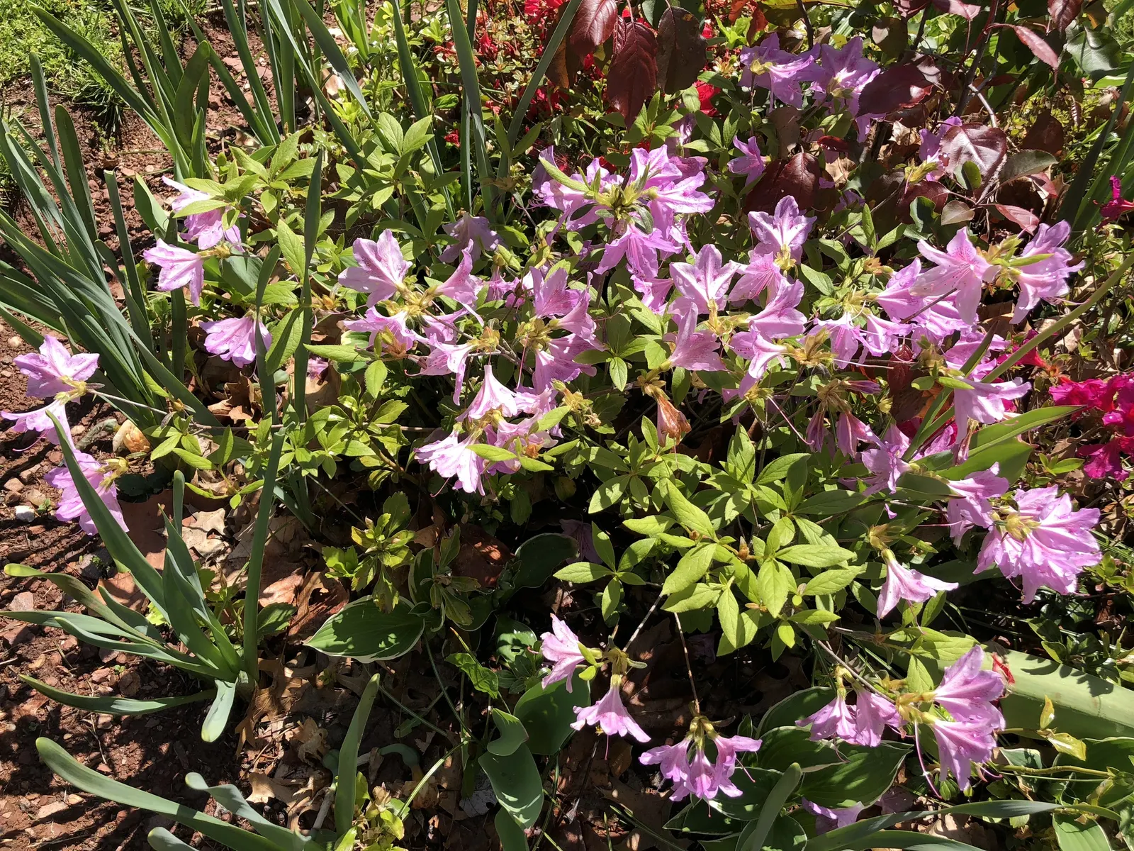 Compact Korean Azalea (Azalea Poukhanense 'Compacta') — densely-branched shrub reaching 2-3 ft in height and width