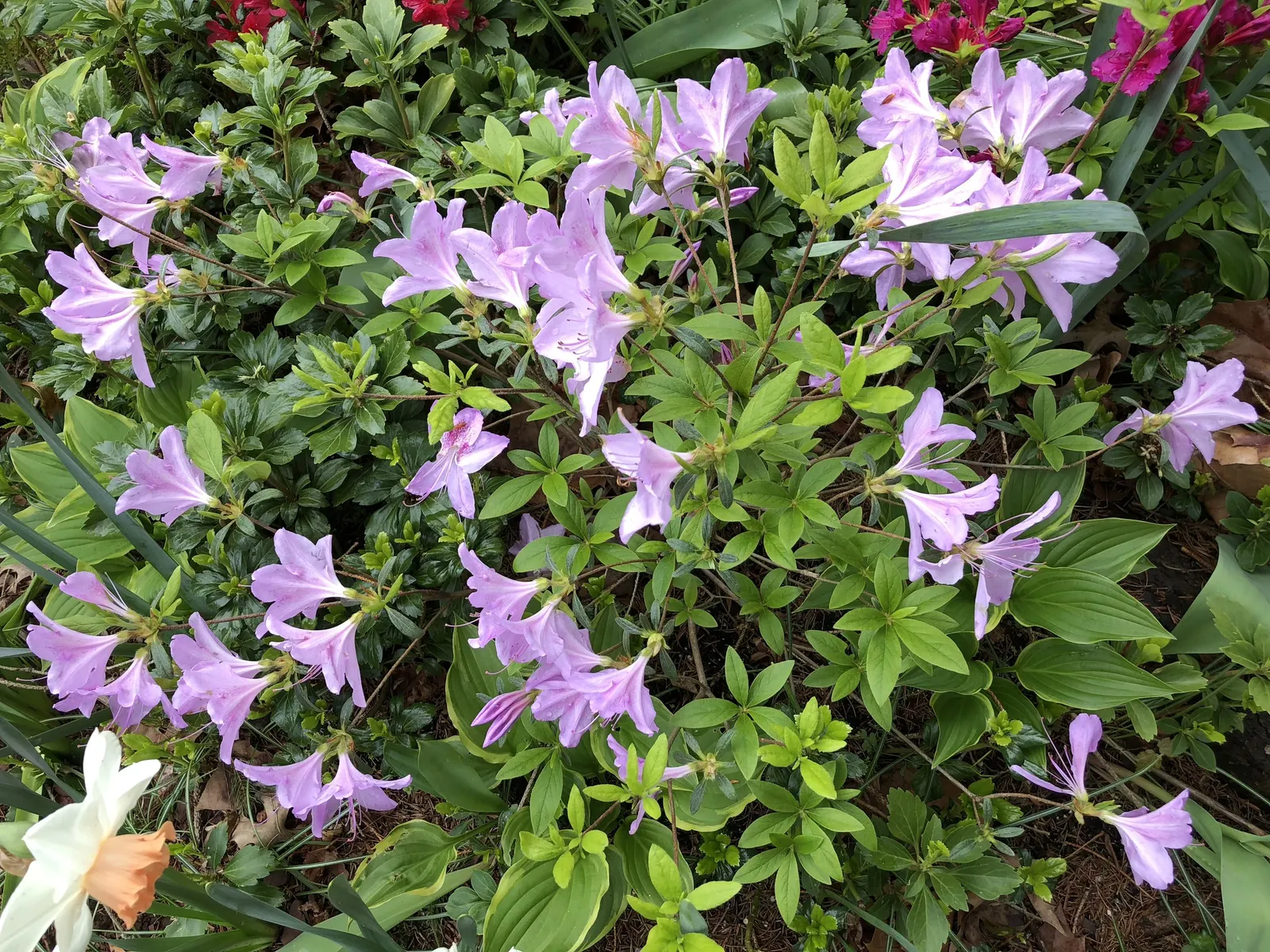 Compact Korean Azalea (Azalea Poukhanense 'Compacta') — shrub for half or shade