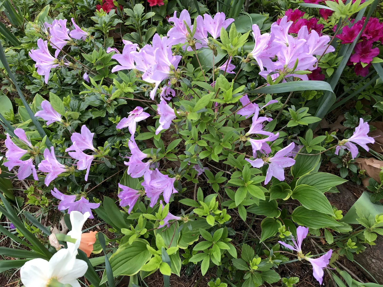 Compact Korean Azalea (Azalea Poukhanense 'Compacta') — and mixed borders where year-round interest is desired; shrub for half or shade