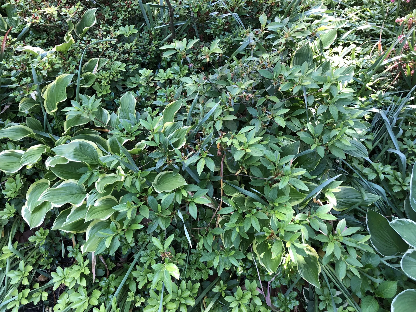 Compact Korean Azalea (Azalea Poukhanense 'Compacta') — It favors acidic, well-draining soil and requires consistent moisture to establish a robust root system