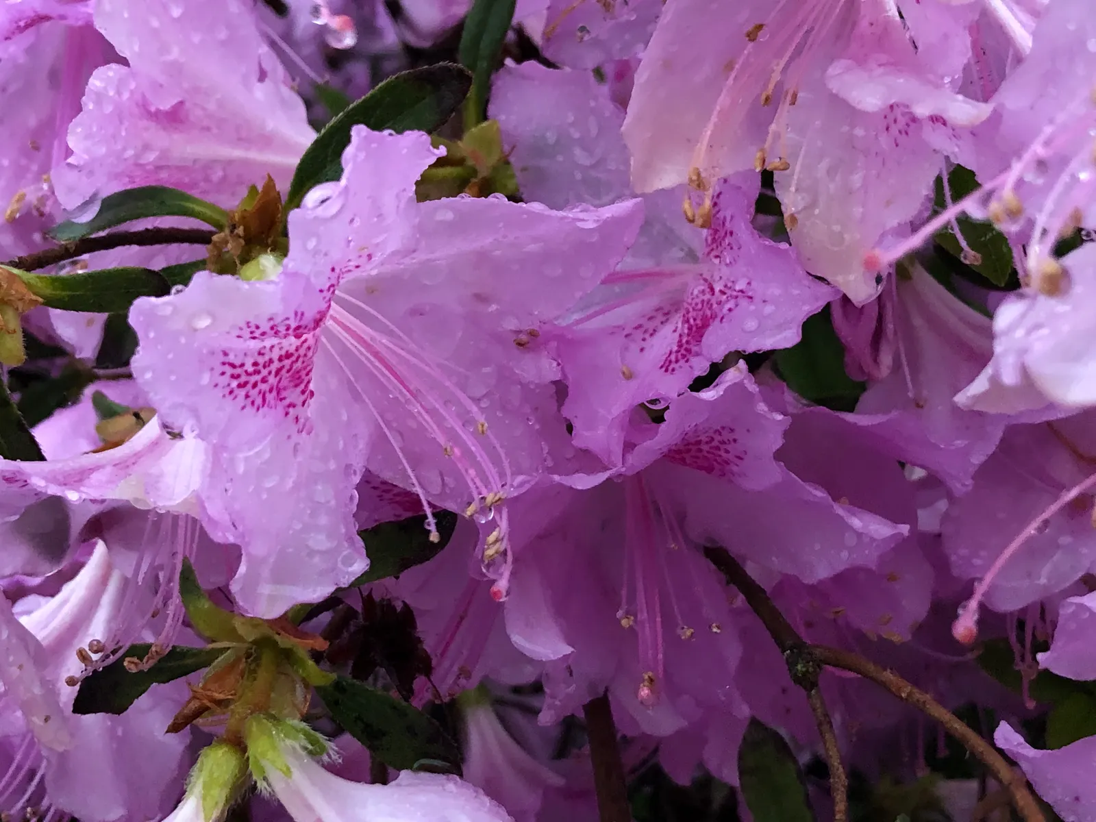 Compact Korean Azalea (Azalea Poukhanense 'Compacta') — The Compact Korean Azalea (Azalea poukhanense 'Compacta') is a diminutive