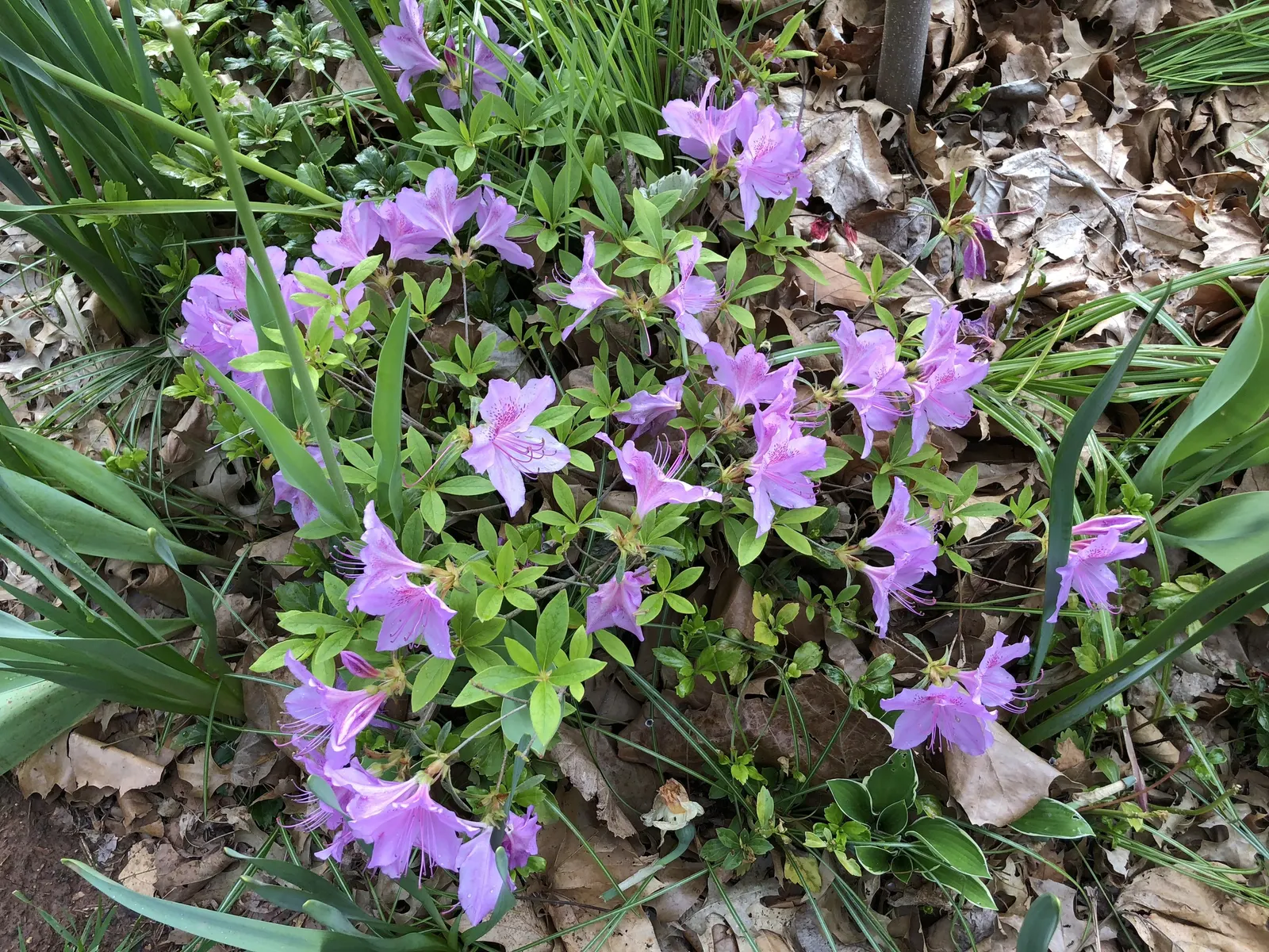 Compact Korean Azalea (Azalea Poukhanense 'Compacta') — is a prized specimen for its resplendent spring display and its manageable size