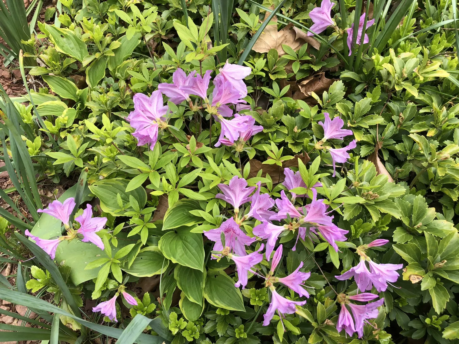 Compact Korean Azalea (Azalea Poukhanense 'Compacta') — though it appreciates protection from harsh afternoon rays which can scorch its leaves