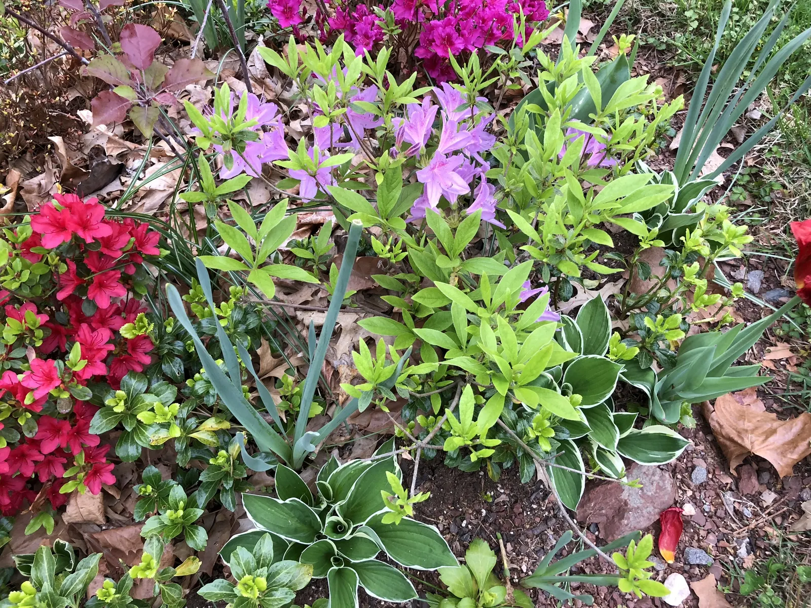 Compact Korean Azalea (Azalea Poukhanense 'Compacta') — violet flowers in the garden