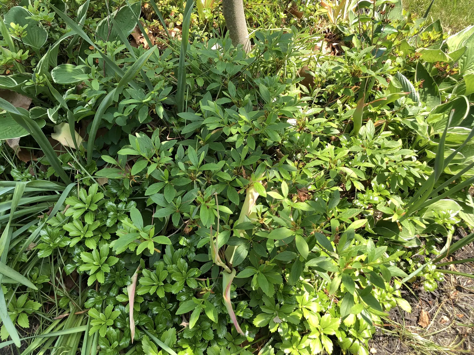 Compact Korean Azalea (Azalea Poukhanense 'Compacta') — all within a charmingly compact plant suited for small gardens or as a feature in larger landscapes