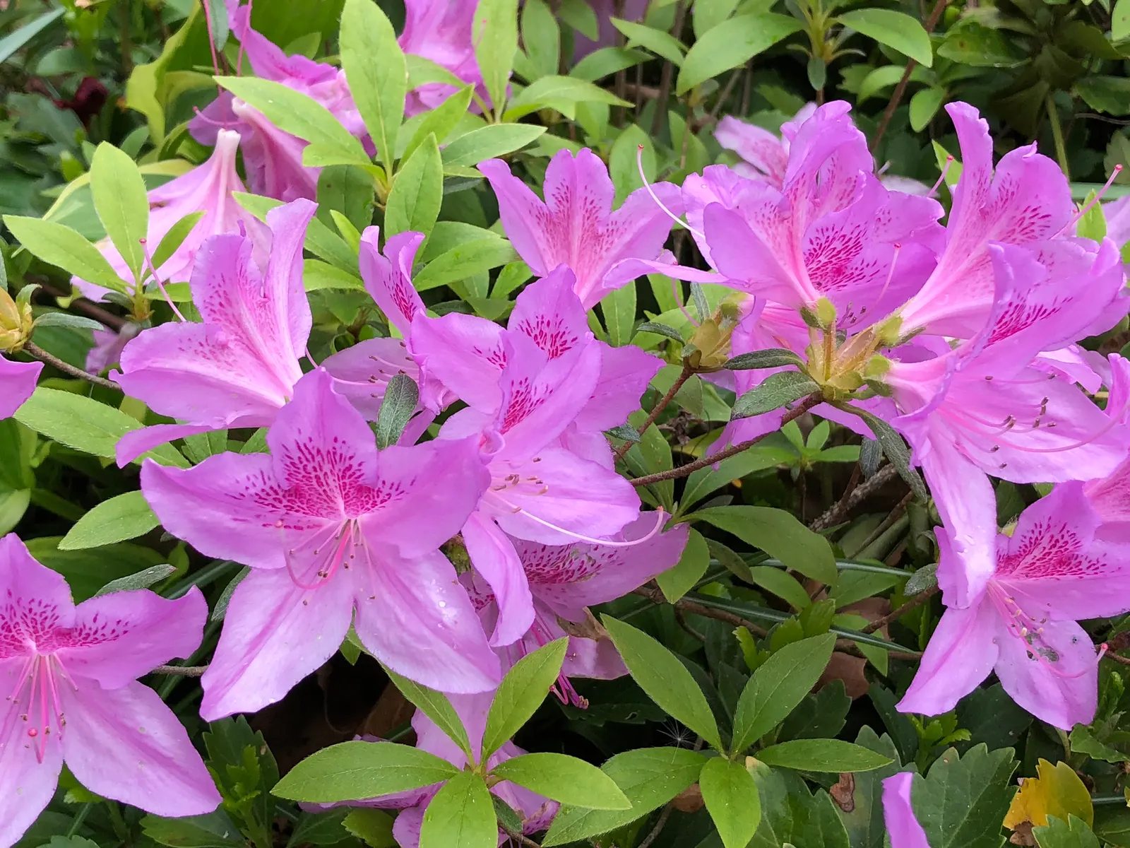 Compact Korean Azalea (Azalea Poukhanense 'Compacta') — capable of withstanding climates in USDA Zone 4 through 8