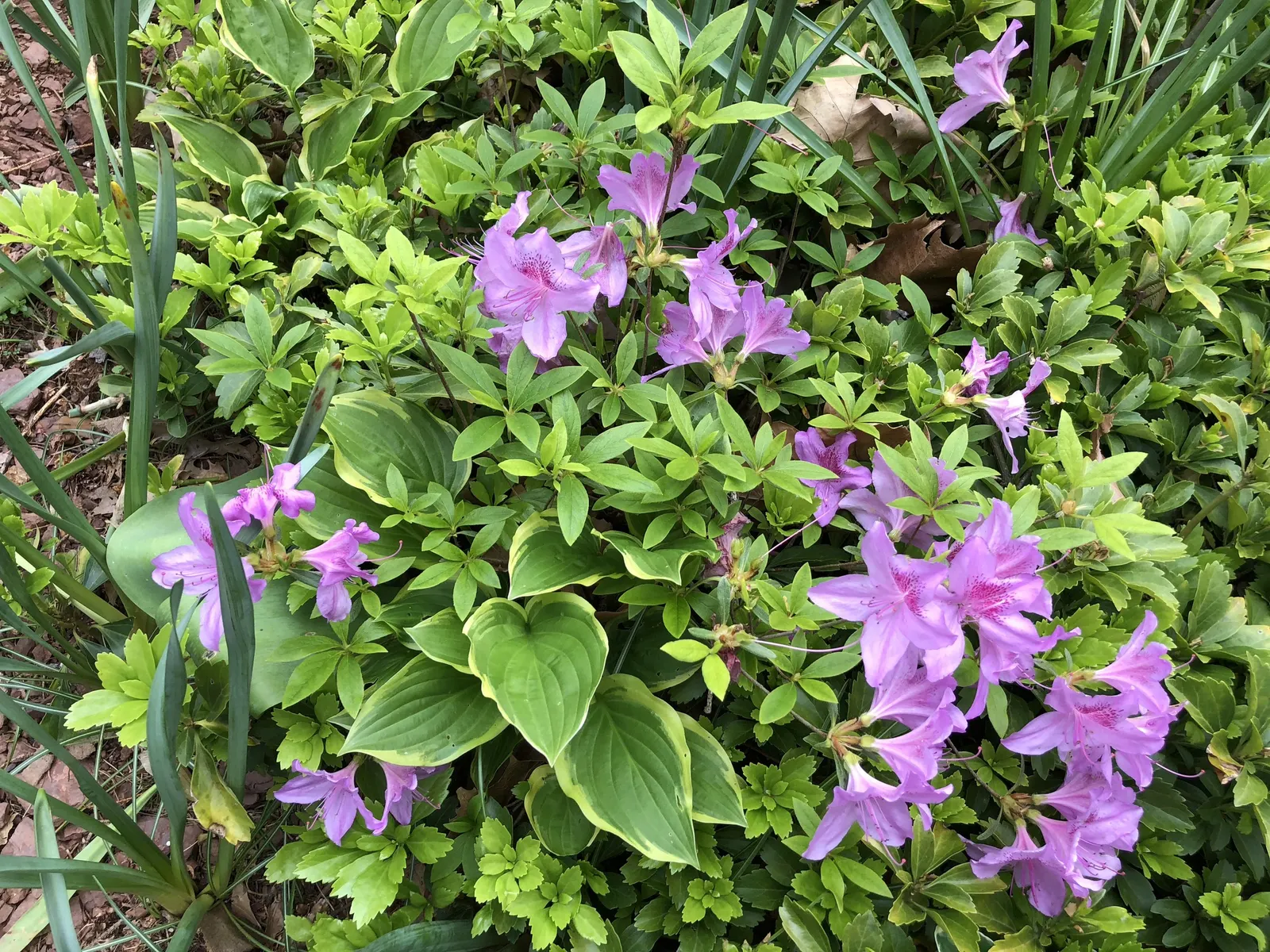Compact Korean Azalea (Azalea Poukhanense 'Compacta') — The showstopper, however, is its bloom