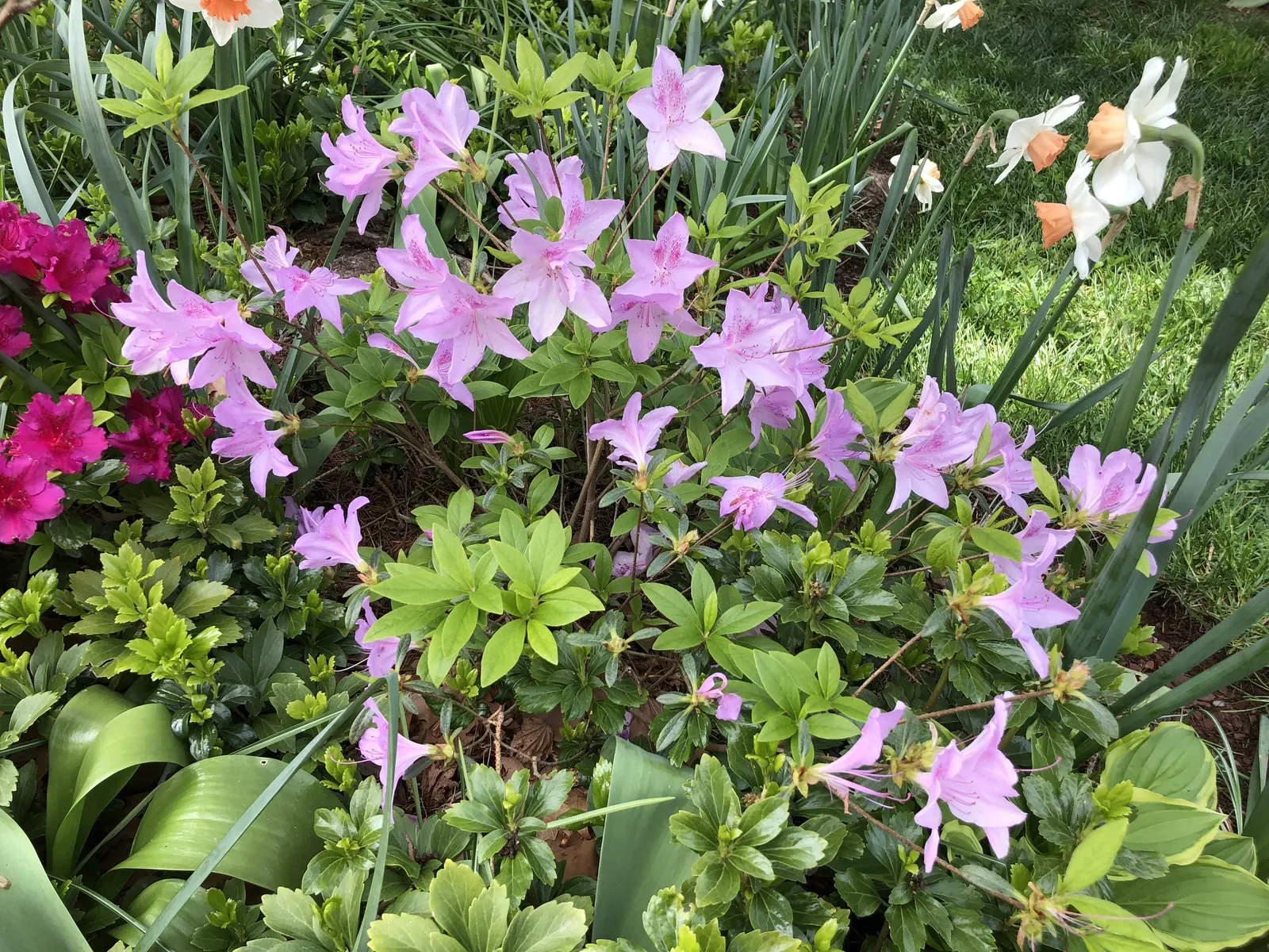 Compact Korean Azalea (Azalea Poukhanense 'Compacta') — This low-maintenance gem offers fantastic fall foliage color; is a prized specimen for its resplendent