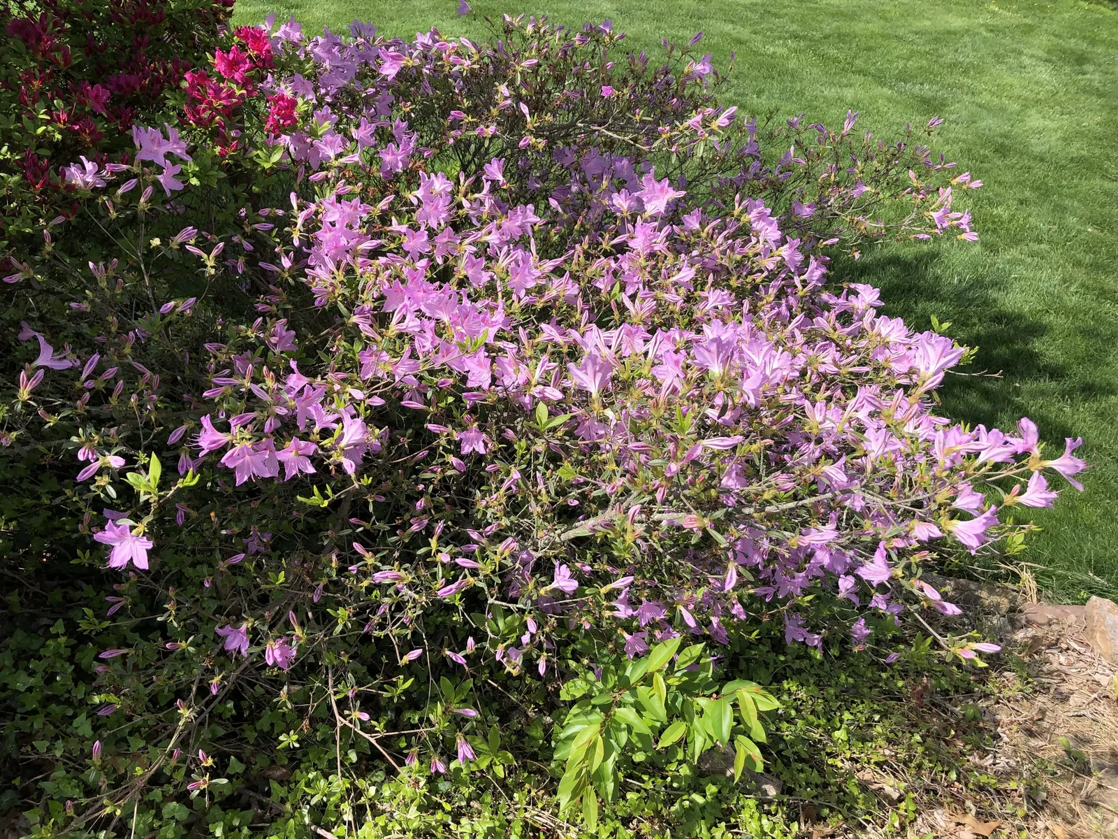 Compact Korean Azalea (Azalea Poukhanense 'Compacta') — making it an ideal choice for your landscape design