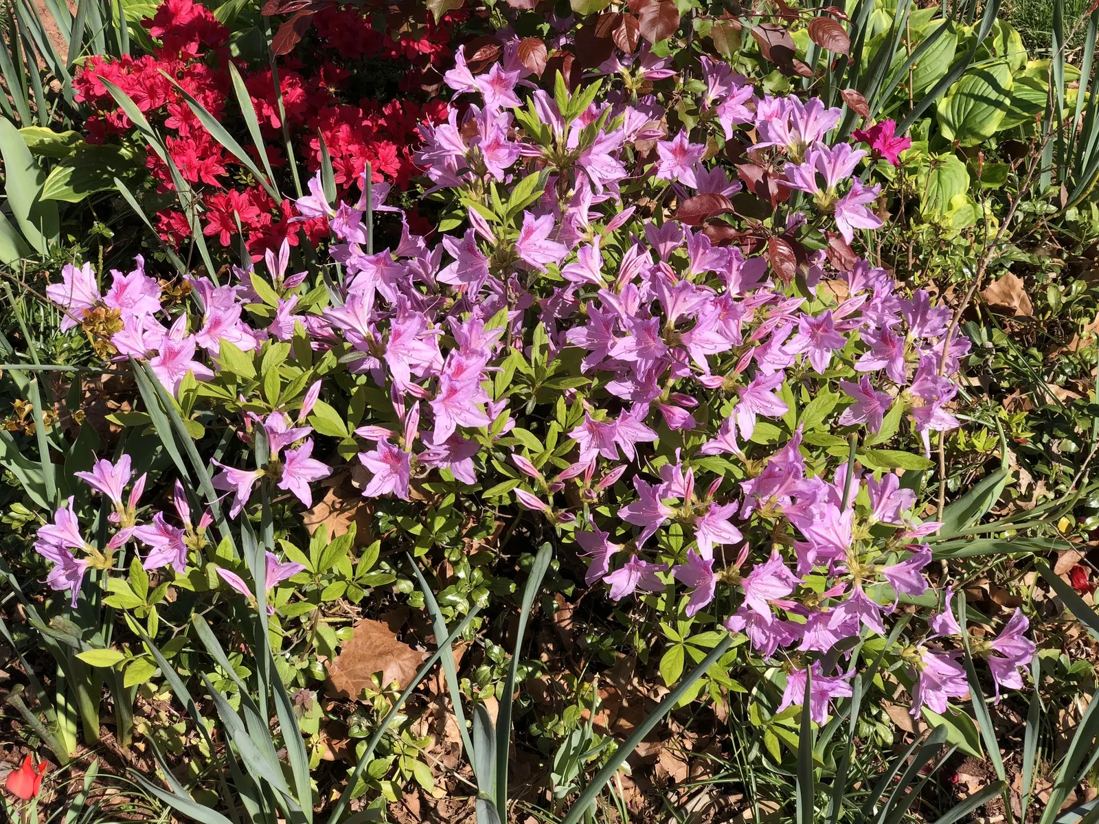 Compact Korean Azalea (Azalea Poukhanense 'Compacta') — and mixed borders where year-round interest is desired