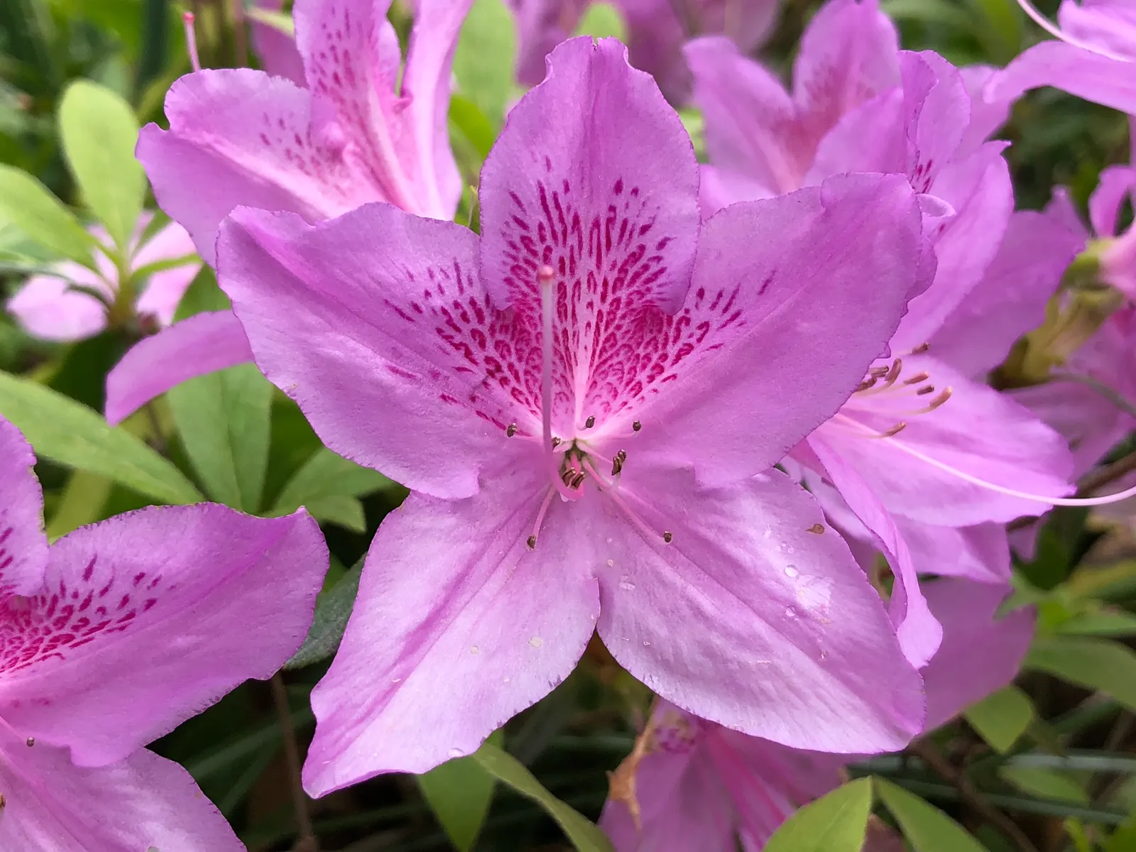 Compact Korean Azalea (Azalea Poukhanense 'Compacta') — providing a dense backdrop that transitions into an attractive purple hue in the fall