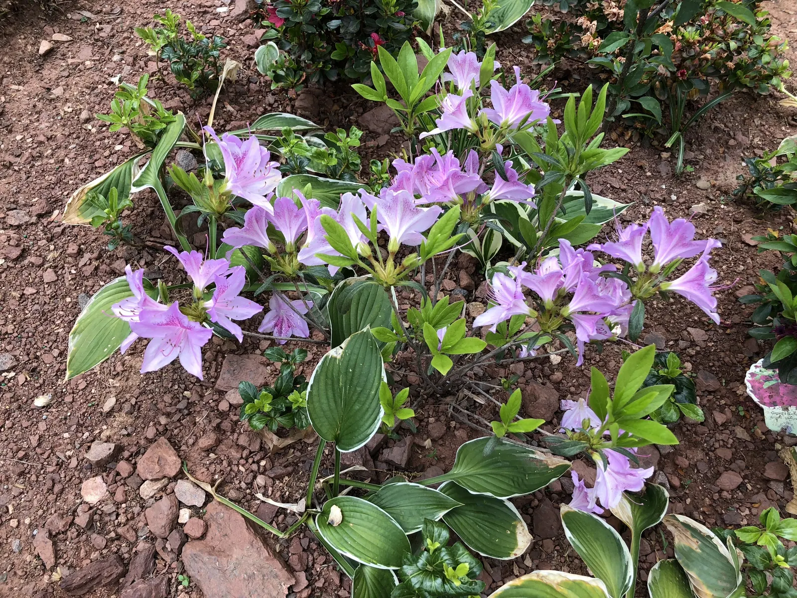 Compact Korean Azalea (Azalea Poukhanense 'Compacta') — making it an ideal choice for residential foundations; capable of withstanding climates in USDA Zone 4